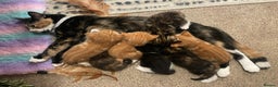 Mixed Breed cats for sale: Stunning kittens looking for loving forever homes - Advert 9