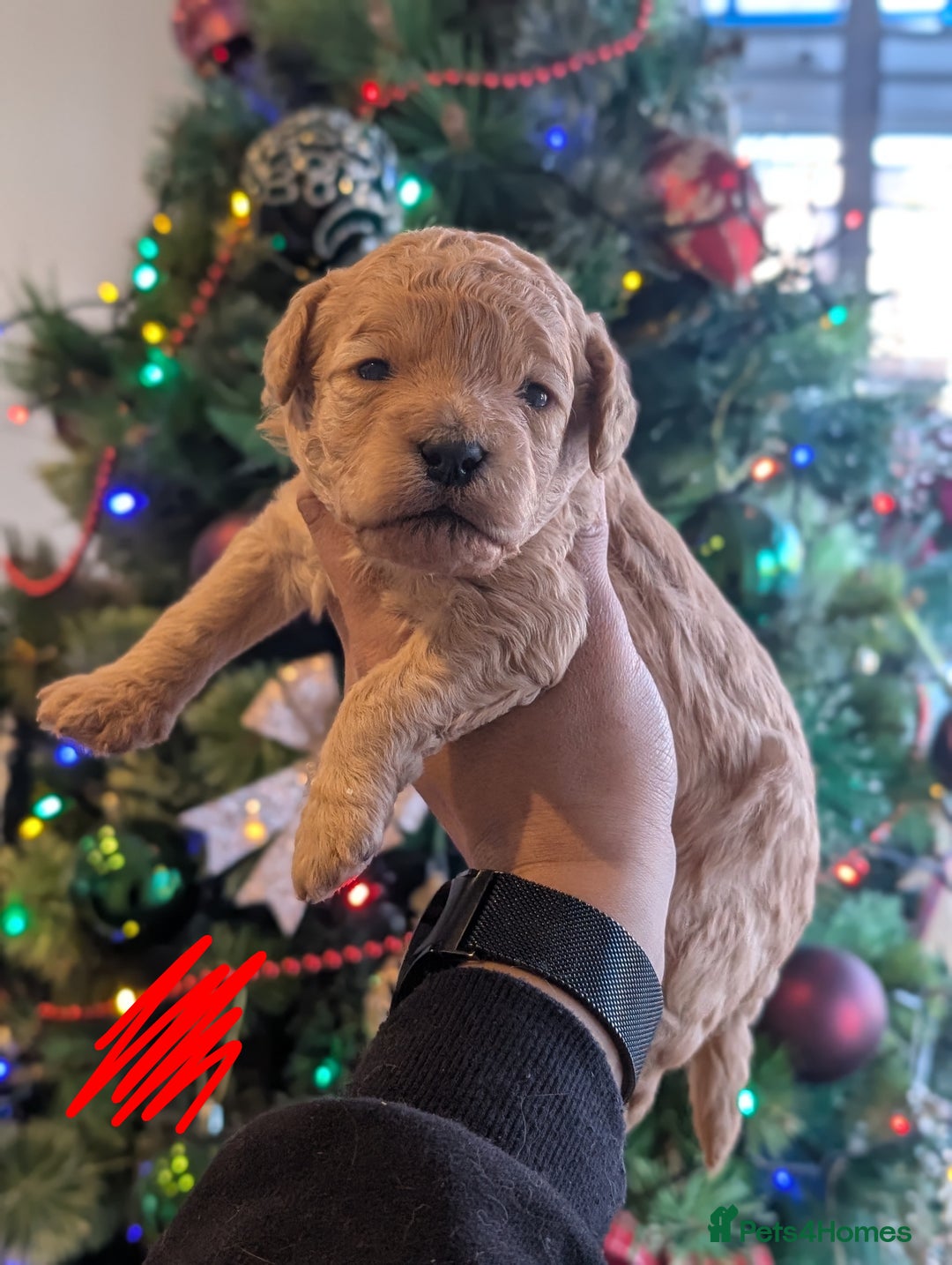 Goldendoodle dogs for sale: Miniature goldendoodle puppies   - Advert 2