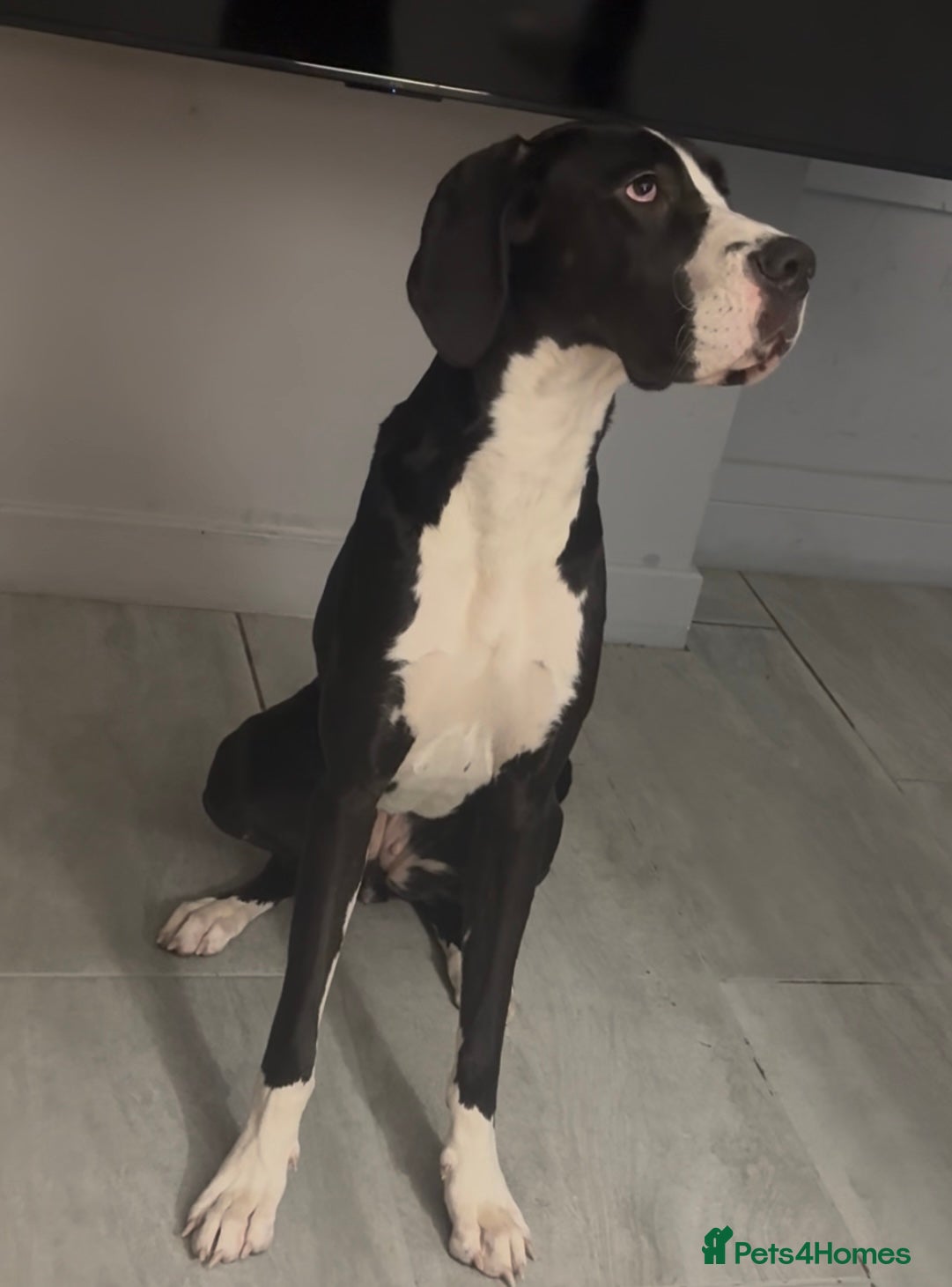Great Dane dogs 🏡 Beautiful 13-Month-Old Mantle Great Dane 🤍🖤 - Advert 1