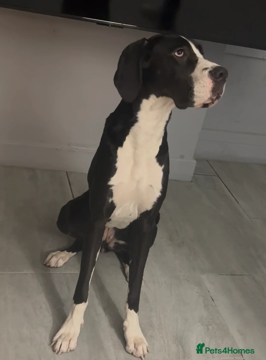 Great Dane dogs for sale: 🏡 Beautiful 13-Month-Old Mantle Great Dane 🤍🖤 - Advert 1