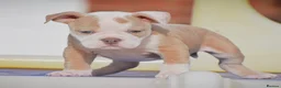 Olde English Bulldogge dogs for sale: DONT LET YOUR DREAMS JUST BE DREAMS  - Advert 6