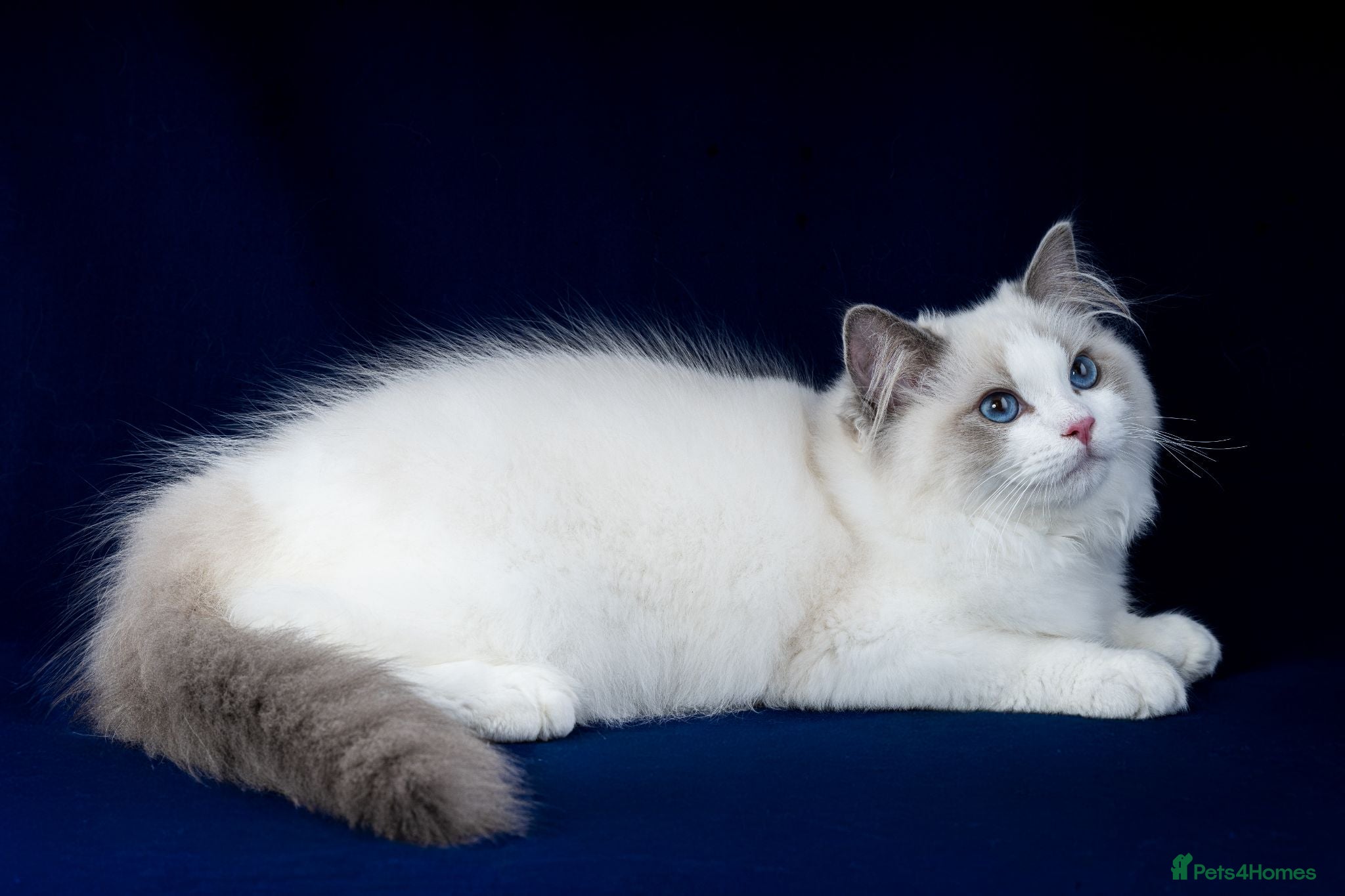 Ragdoll cats Stunning Show Quality Pedigree Ragdoll Kittens - Advert 6