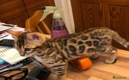 Bengal cats for sale: Gorgeous Bengal kittens 🐈‍⬛ - Image 3