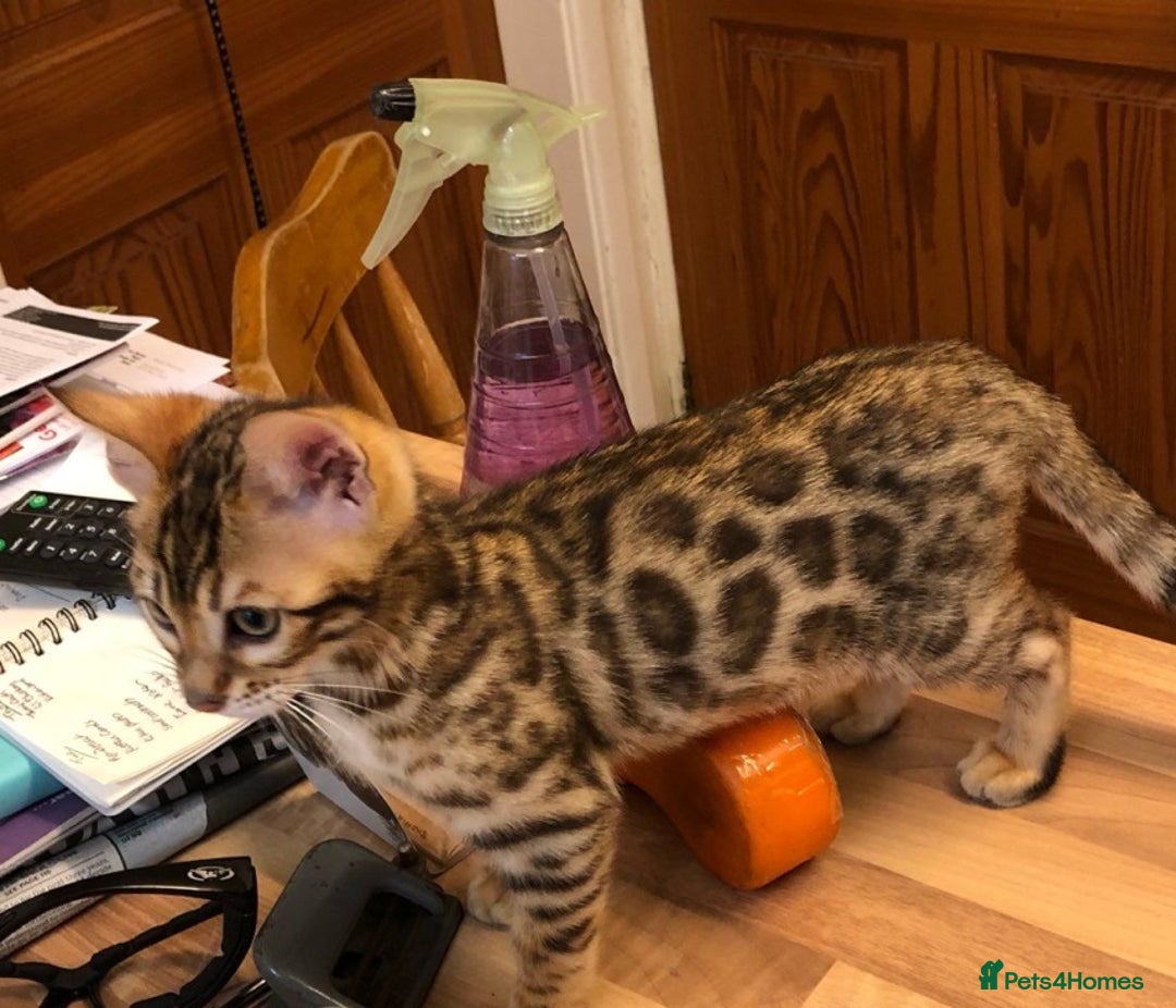 Bengal cats for sale: Gorgeous Bengal kittens 🐈‍⬛ - Image 3