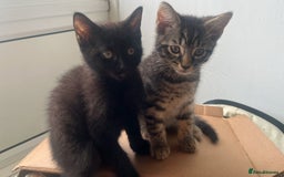 Mixed Breed cats for sale: Adorable Black🐈‍⬛ and Tabby🐈kittens😍 both £200 in Waltham Cross - Image 9