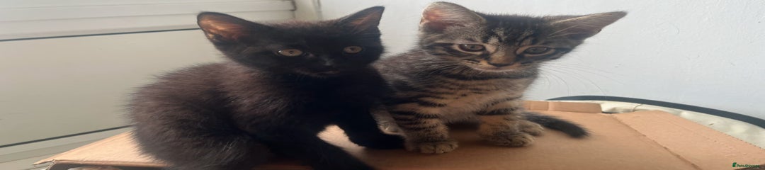 Kitten 1