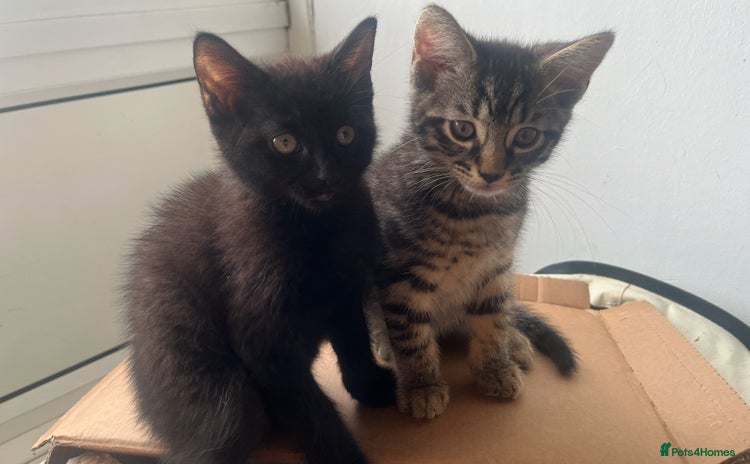 Mixed Breed cats in Waltham Cross - Advert 2