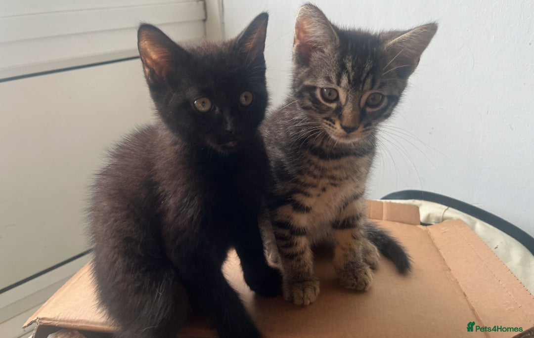Mixed Breed cats for sale: Adorable Black🐈‍⬛ and Tabby🐈kittens😍 both £200 in Waltham Cross - Image 9