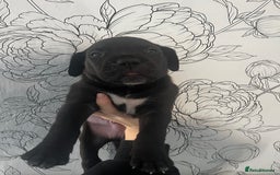 Mixed Breed dogs for sale: Mastiff X Cane Corso Puppies - Image 5
