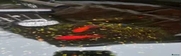 Fancy Goldfish fish for sale: Two fancy goldfish. Free in Sandbach - Advert 2