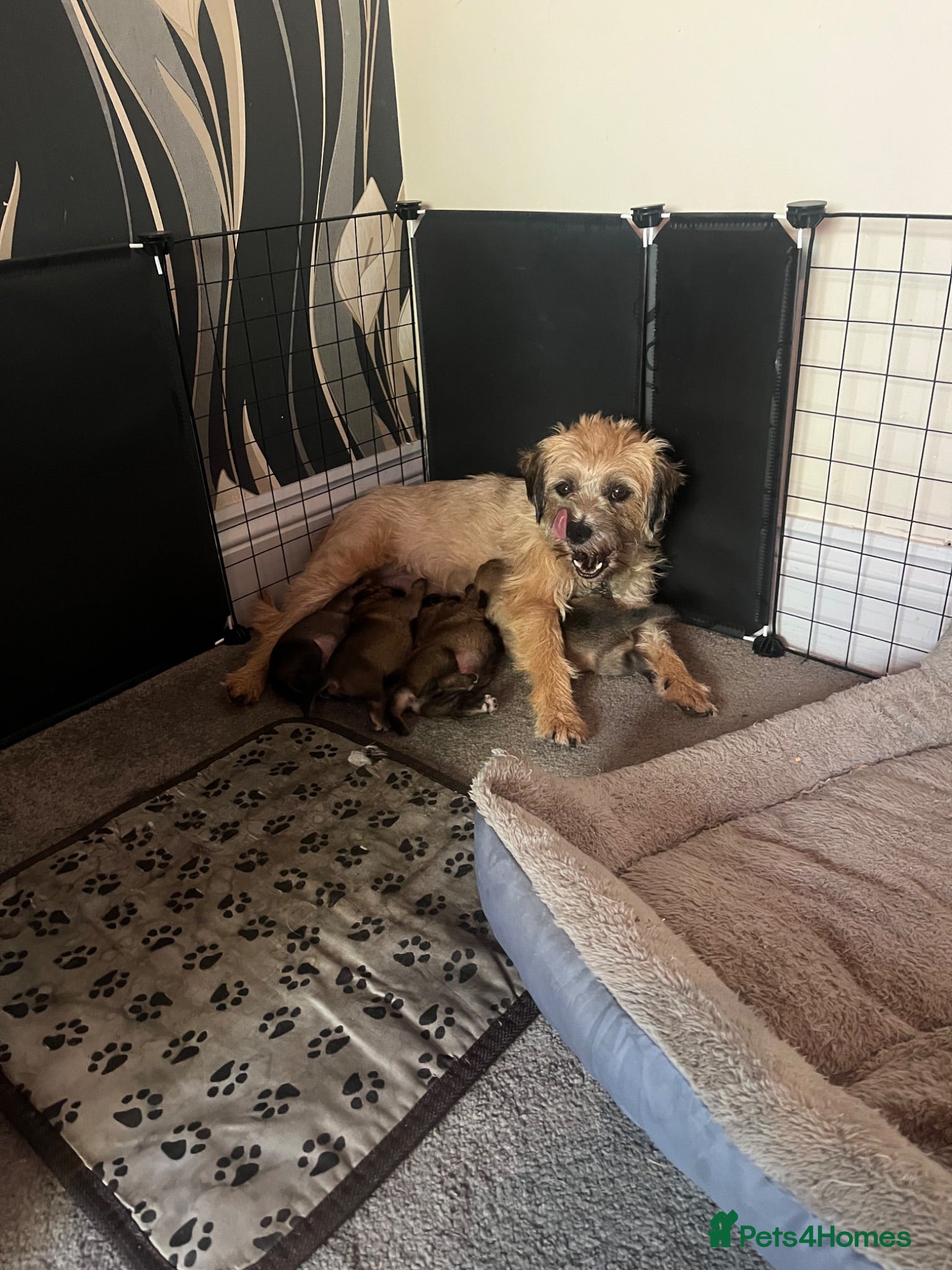 Border Terrier dogs 4 healthy Border Terrier Puppies for sale.  - Advert 9