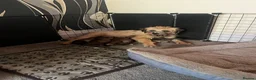 Border Terrier dogs for sale: 4 healthy Border Terrier Puppies for sale.  - Advert 1