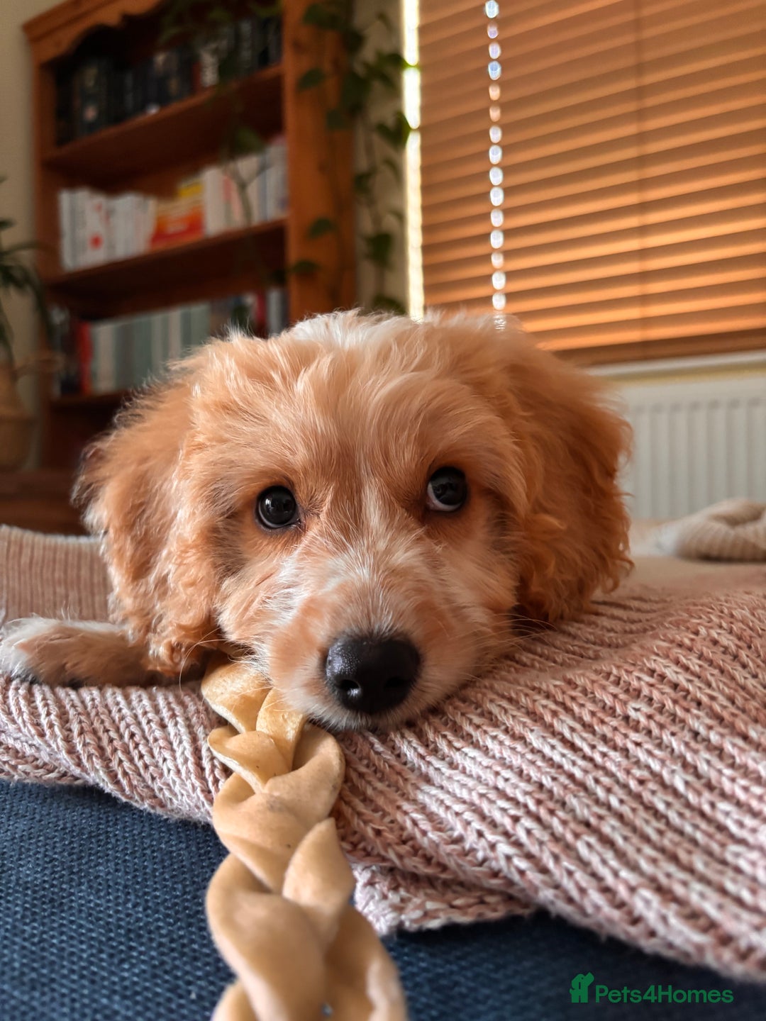 Cockapoo dogs for sale: F1 male cockapoo  - Image 4
