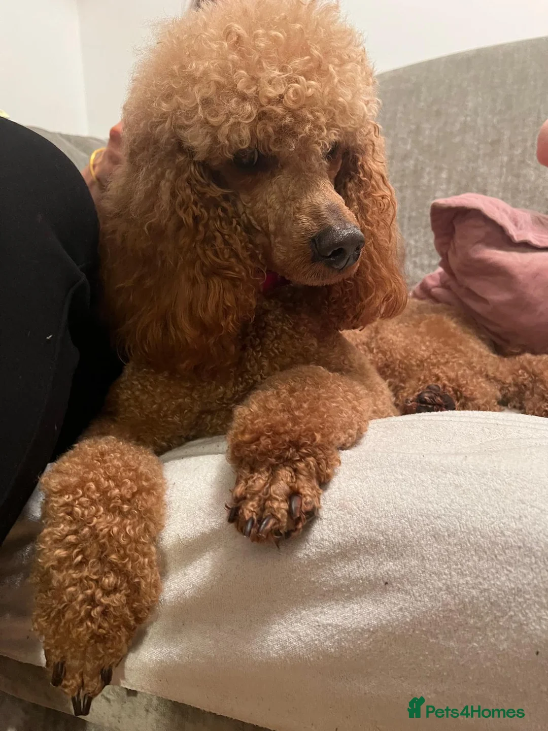 Goldendoodle dogs for sale: F1 Golden Doodles  - Advert 4