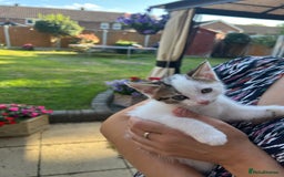 Mixed Breed cats for sale: Mixed fluffy kittens  - Image 5
