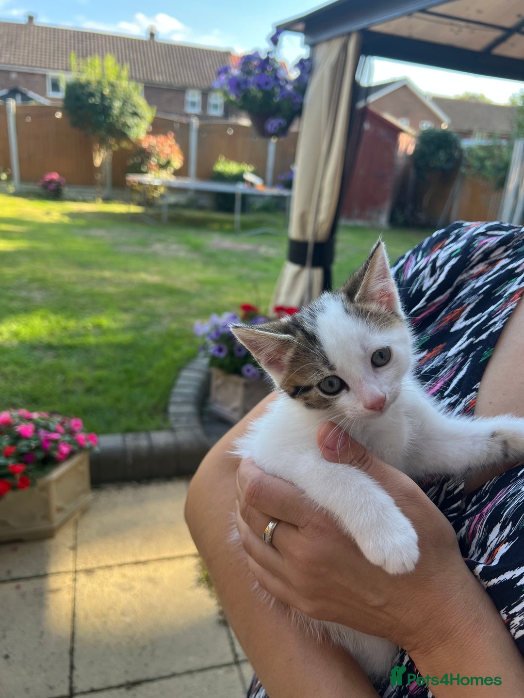 Mixed Breed cats for sale: Mixed fluffy kittens  - Image 5