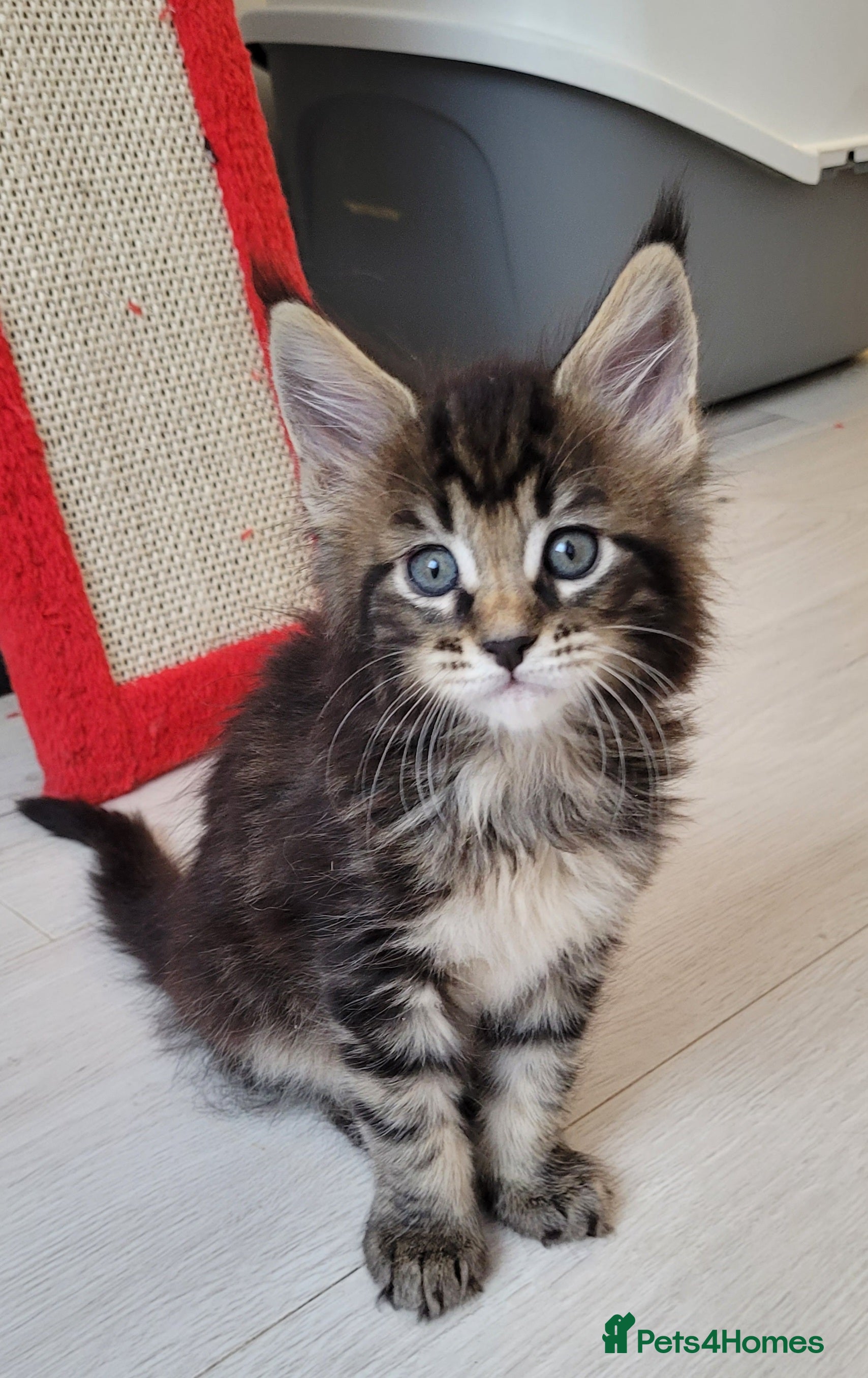 Maine Coon cats Tica registered maine coon kittens  - Advert 14