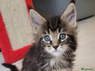 Maine Coon cats Tica registered maine coon kittens - Advert 14