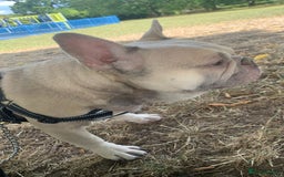 French Bulldog dogs for sale: French Bulldog  - Image 2