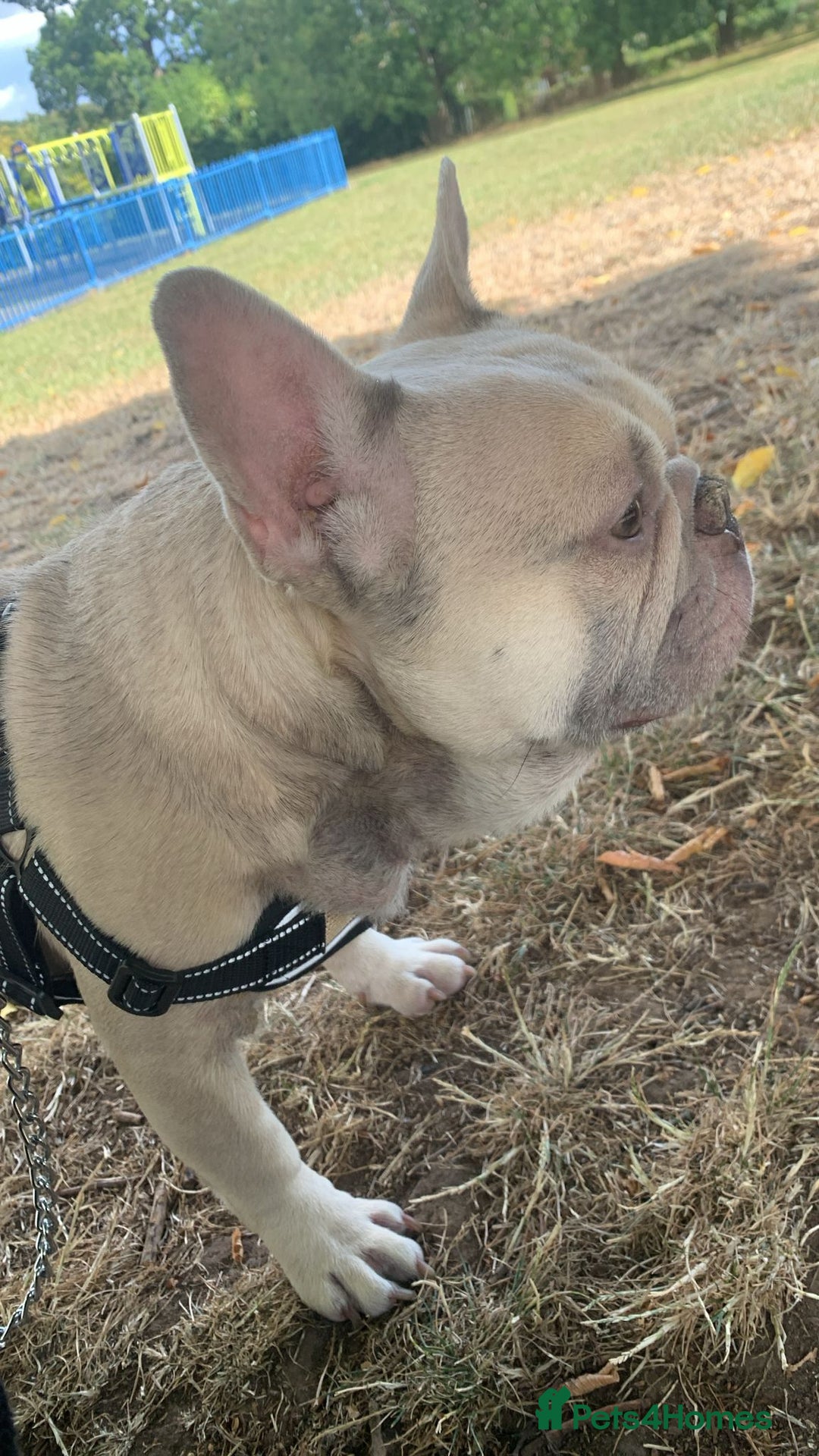 French Bulldog dogs for sale: French Bulldog  - Image 2