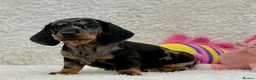 Dachshund dogs for sale: Gorgeous miniature dachshund puppies  - Advert 19
