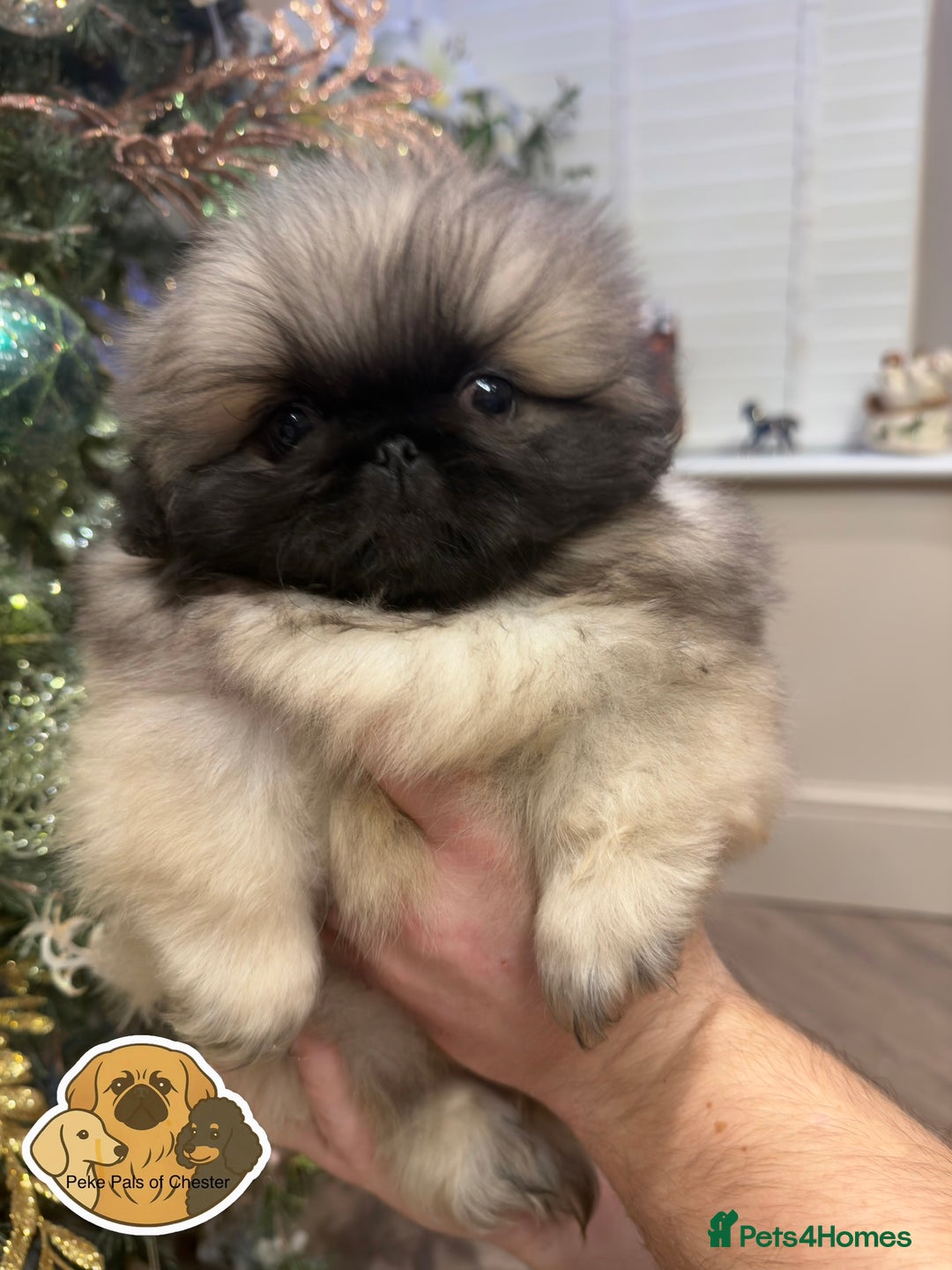 Pekingese dogs for sale: 👑True KC Peke Pups👑 - Advert 1