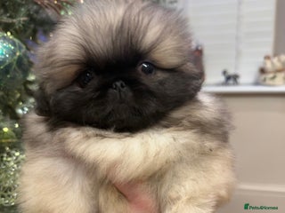 Pekingese dogs 👑True KC Peke Pups👑 - Advert 5
