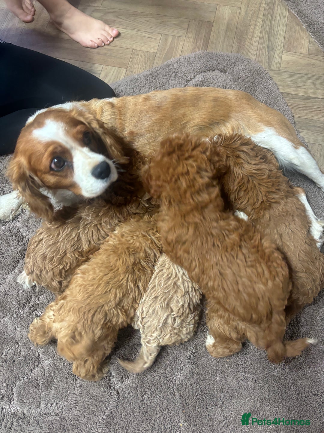 Cavapoo dogs for sale: Gorgeous cavapoos  - Image 25