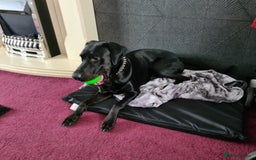 Mixed Breed dogs for sale: Dobermann x Lab for sale  - Image 2