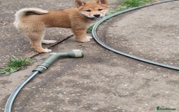 Japanese Shiba Inu dogs for sale: Shiba Inu Girls Puppies - Image 4