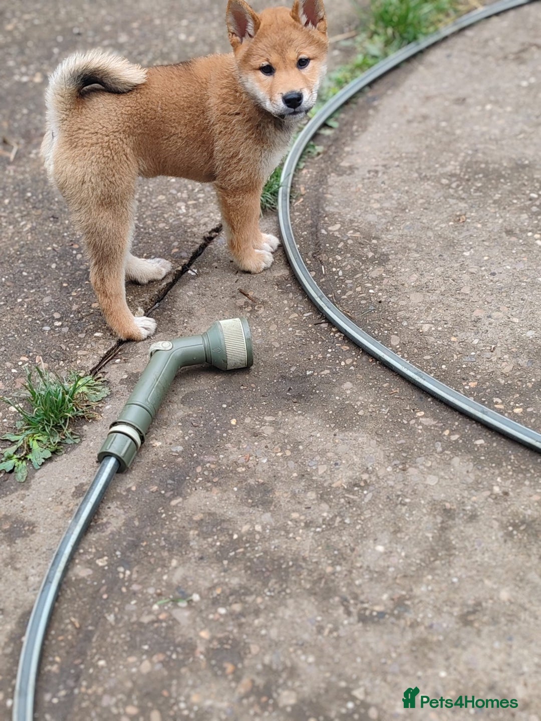 Japanese Shiba Inu dogs for sale: Shiba Inu Girls Puppies - Image 4