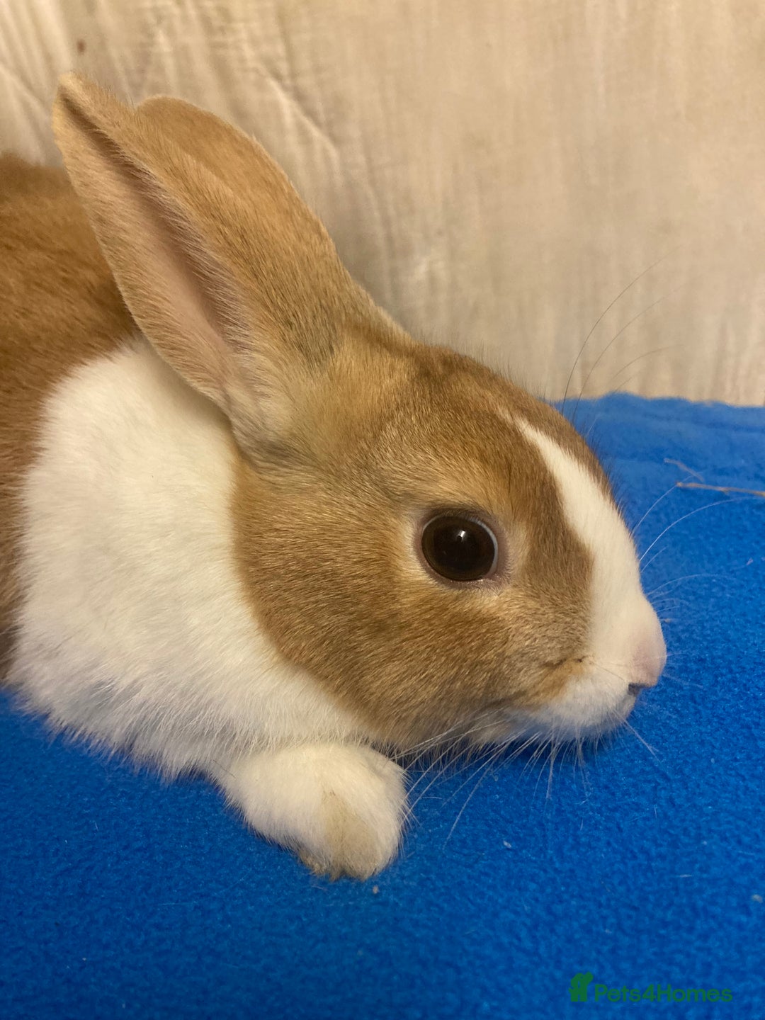 Dutch rabbits for sale: Baby Dutch Bunnies For Sale  - Advert 2