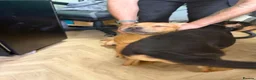 Mixed Breed dogs for sale: Odin  - Advert 4