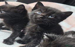 Maine Coon cats for sale: 💫Maine Coon Mix Family Raised Kittens💫 5*Reviews - Image 2
