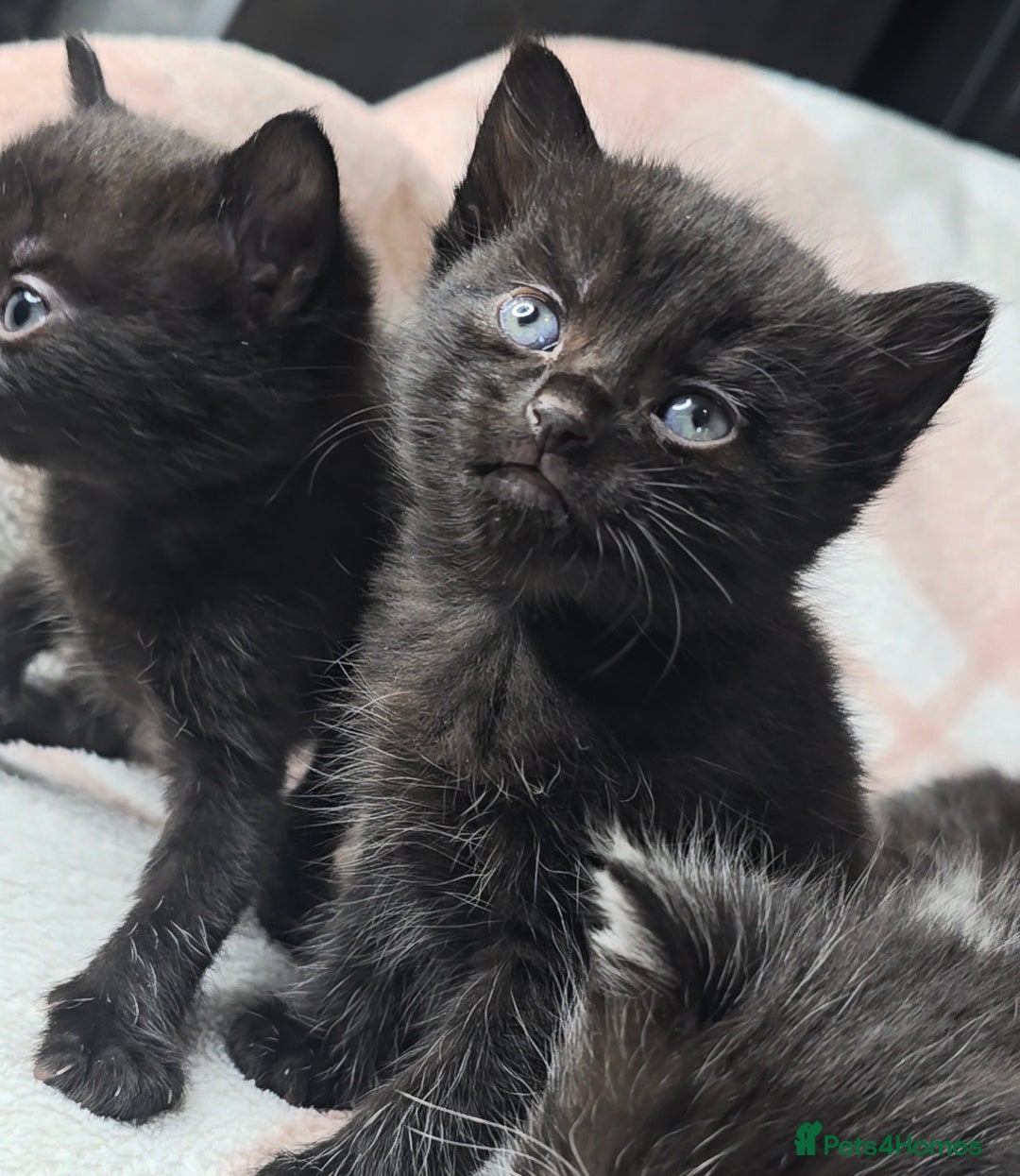 Maine Coon cats for sale: 💫Maine Coon Mix Family Raised Kittens💫 5*Reviews - Image 2