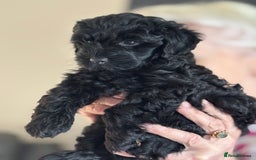 Cockapoo dogs for sale: Licensed Breeder for peace of mind  - Image 20