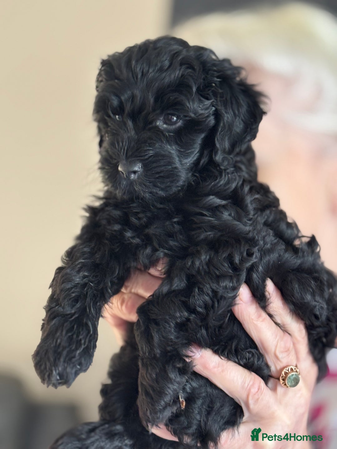 Cockapoo dogs for sale: Licensed Breeder for peace of mind  - Image 20