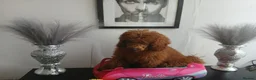Miniature Poodle dogs for sale: Fox Red and Red puppies Boys and Girls available. - Advert 4