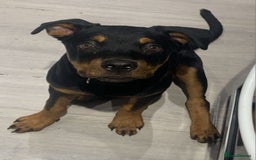 Rottweiler dogs for sale: Rottweiler - Image 7