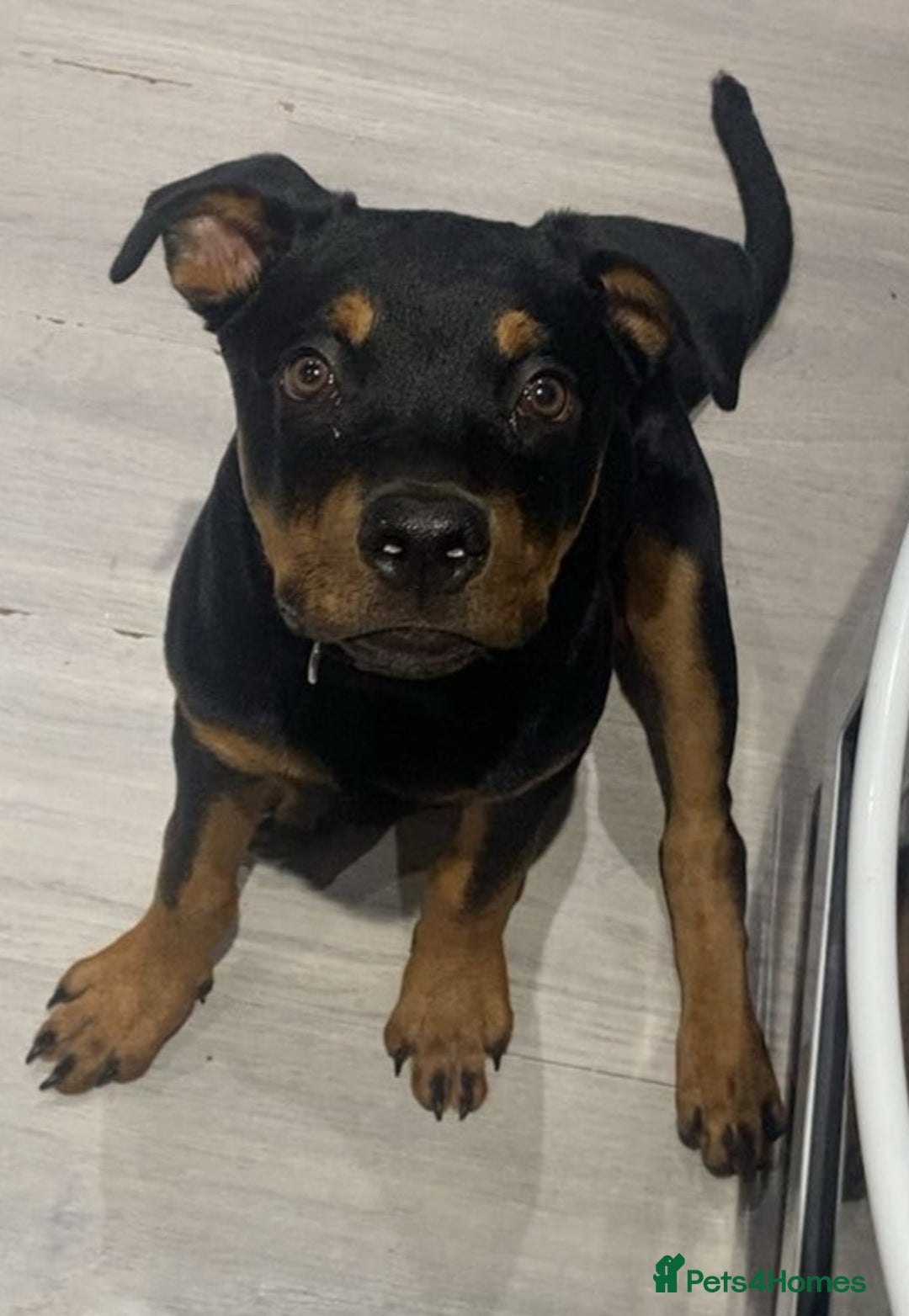 Rottweiler dogs for sale: Rottweiler - Image 7