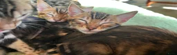 Bengal cats for sale: LUCIEN IS ON THE HUNT FOR HIS FOREVER FAMILY! - Advert 8