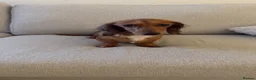 Miniature Dachshund dogs for sale: 1 miniture dachshund little girl left  - Advert 4