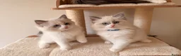 Ragdoll cats for sale: Fluffy Ragdoll Kittens🐾 in Peterborough - Advert 21