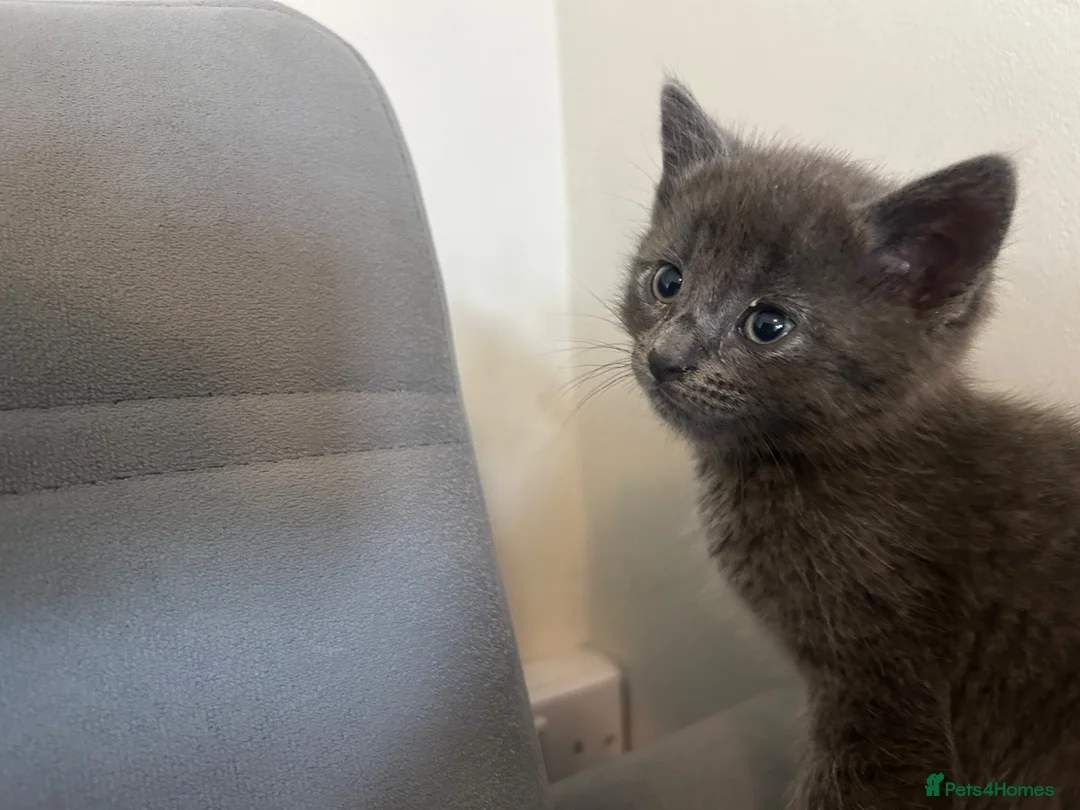Mixed Breed cats for sale: 2 kittens for sale - Advert 3