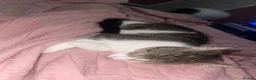 Mixed Breed cats for sale: Nova - almost a year old  - Advert 2