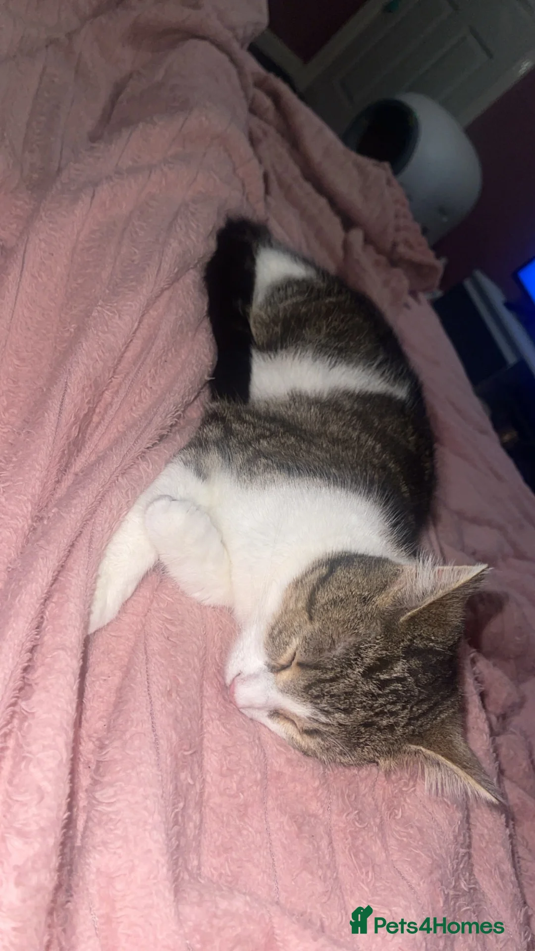 Mixed Breed cats for sale: Nova - almost a year old  - Advert 2