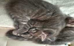Maine Coon cats for sale: Mainecoone/british shorthair  - Image 4
