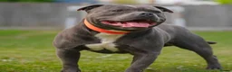 Staffordshire Bull Terrier dogs for sale: Top quality pedigree staff puppies  - Advert 10