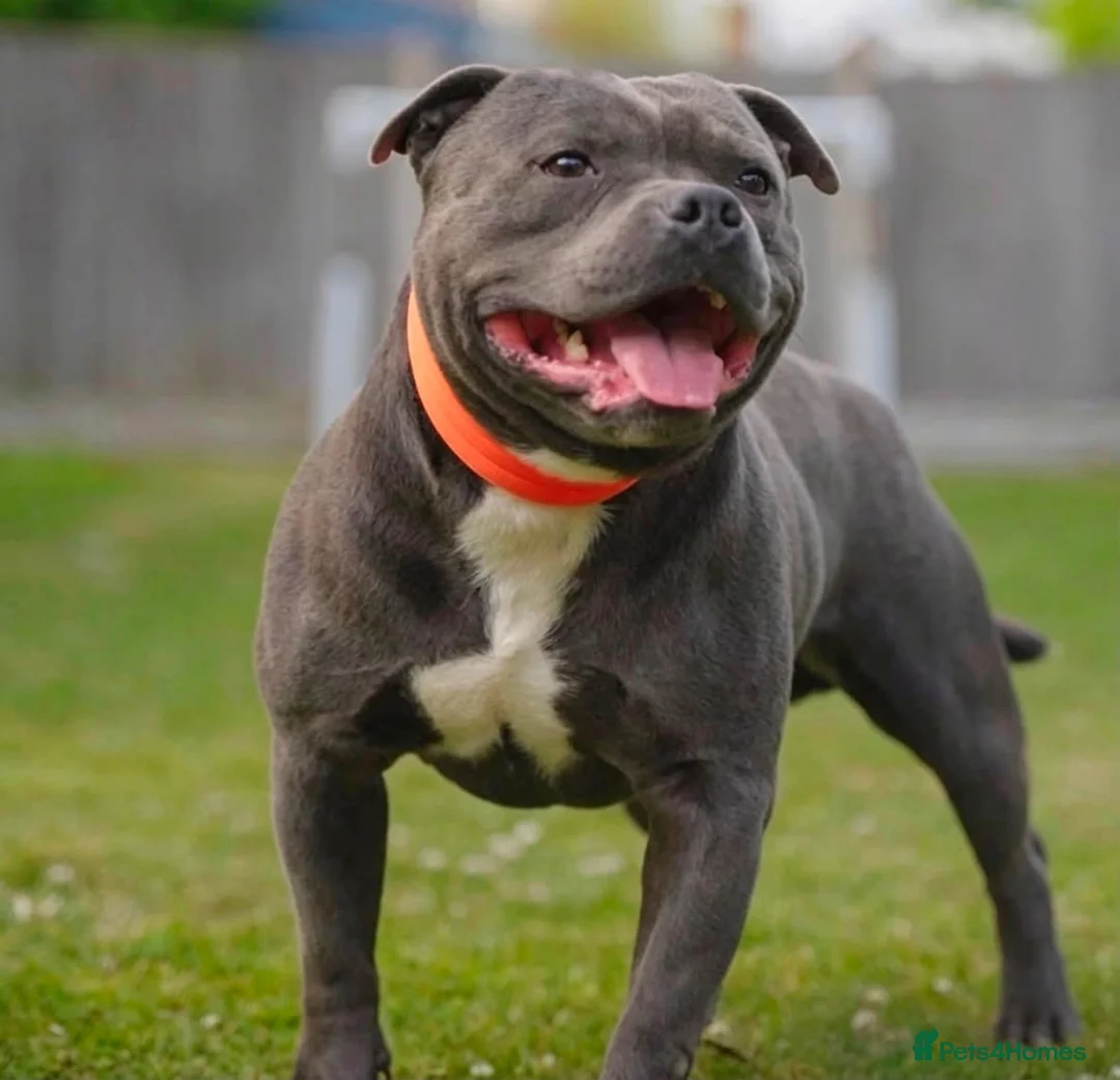 Staffordshire Bull Terrier dogs for sale: Top quality pedigree staff puppies  - Advert 10