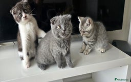 Scottish Fold cats for sale: Scottish fold kittens  - Image 10